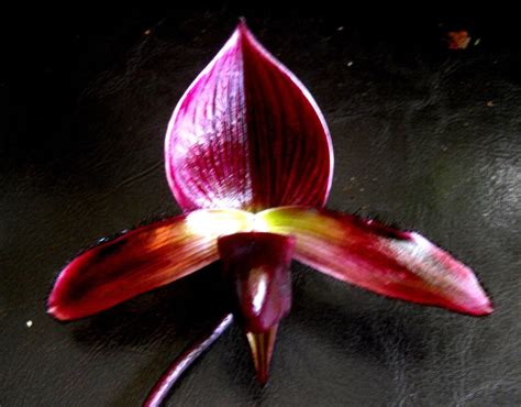How to Care for Paph Magic Cherry Blossom Orchids
